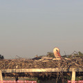 19_45-mast.jpg