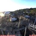 19_50-nest.jpg