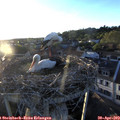 19_55-nest.jpg