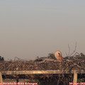 20_00-mast.jpg
