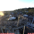 20_05-nest.jpg
