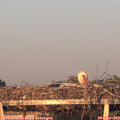 20_10-mast.jpg