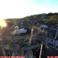20_10-nest.jpg