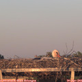 20_15-mast.jpg
