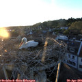 20_15-nest.jpg