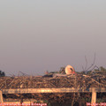 20_20-mast.jpg