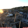 20_20-nest.jpg