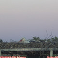 20_30-mast.jpg