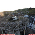 20_30-nest.jpg
