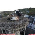 06_05-nest.jpg