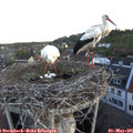 06_10-nest.jpg