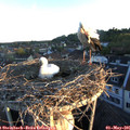 06_15-nest.jpg