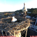06_20-nest.jpg