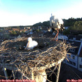 06_25-nest.jpg