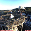 06_30-nest.jpg