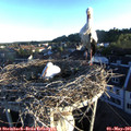 06_35-nest.jpg