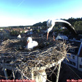 06_40-nest.jpg