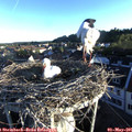 06_45-nest.jpg