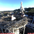 06_50-nest.jpg