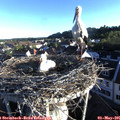06_55-nest.jpg