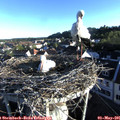 07_00-nest.jpg