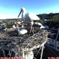 07_05-nest.jpg