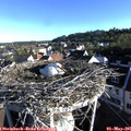 07_30-nest.jpg