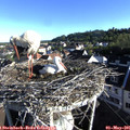 07_35-nest.jpg