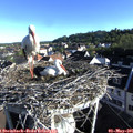 07_40-nest.jpg