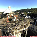 07_45-nest.jpg
