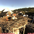 07_50-nest.jpg