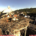 07_55-nest.jpg