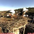 08_00-nest.jpg