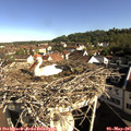 08_50-nest.jpg