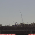 09_10-mast.jpg