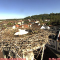 09_10-nest.jpg