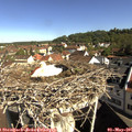 09_30-nest.jpg