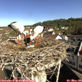 09_35-nest.jpg