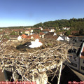 09_45-nest.jpg