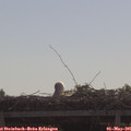 09_50-mast.jpg