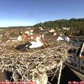 09_50-nest.jpg