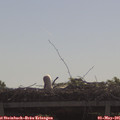 09_55-mast.jpg