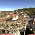 09_55-nest.jpg
