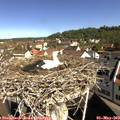10_00-nest.jpg
