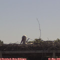 10_10-mast.jpg
