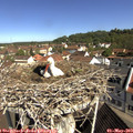 10_20-nest.jpg