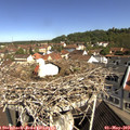 10_25-nest.jpg