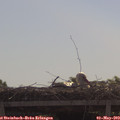10_30-mast.jpg
