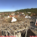 10_30-nest.jpg