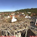 10_35-nest.jpg